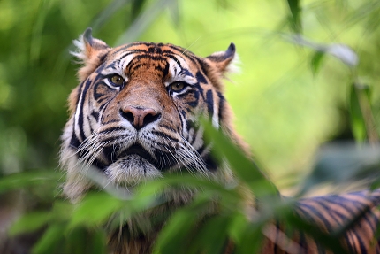 Sumatraanse tijger (Panthera tigris sumatrae) 8-2021 9067